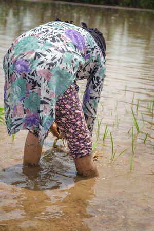 Group of Farmers Preparing to transplanting rice seedlings or young rice plants in a paddy fieldの写真素材