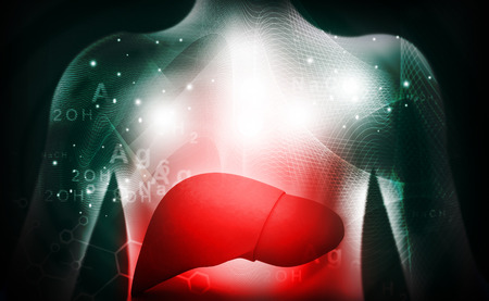 3d human liver  medical anatomyの写真素材