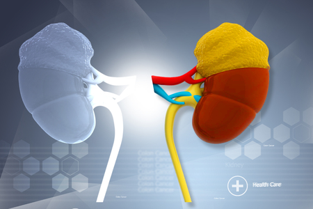 Human kidney. 3d illustration	の写真素材