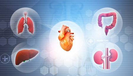 Human organs anatomy. 3d illustrationの写真素材