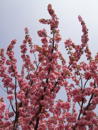 Plum blossom in Chinaの写真素材