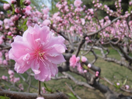 Plum blossomの写真素材