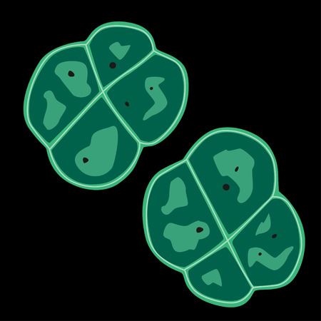 Group of Deinococcus-Thermus bacterias on black background, vector illustrationのイラスト素材