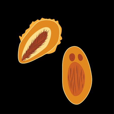 Group of Verrucomicrobia on black background, vector illustrationのイラスト素材