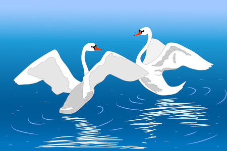 Two dancing mute swans on water, vector illustrationのイラスト素材