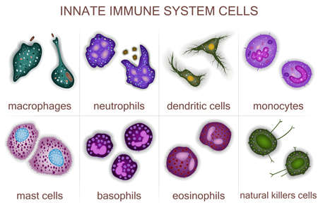 Set of innate immune system cells, vector illustrationのイラスト素材