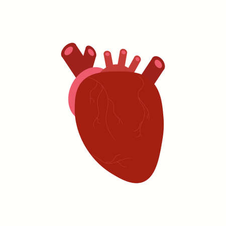 Creative medicine concept. Anatomical human heart cartoon design icon in flat styleのイラスト素材