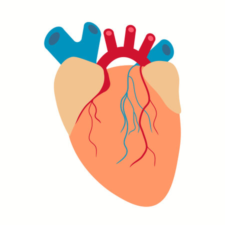 Human Heart. Medicine Design Background. Human heart anatomy. Organs symbol.のイラスト素材