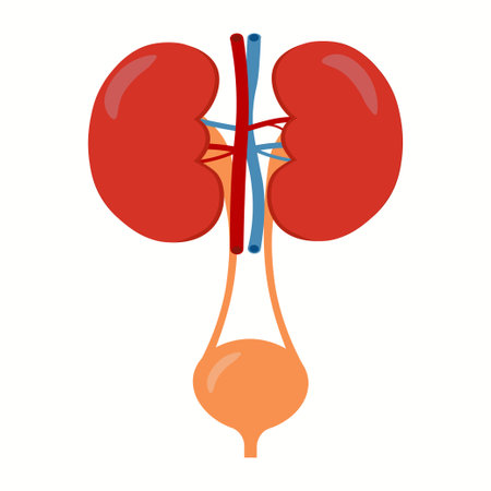 Kidneys And Bladder Human Internal Organ Urinary system anatomyのイラスト素材