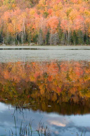 Reflected maples at Bailey Pondの写真素材