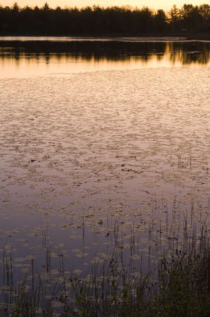 Early morning golden Bliss Pondの写真素材