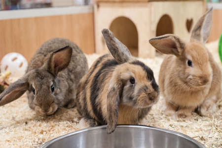 Three Rabbitsの写真素材