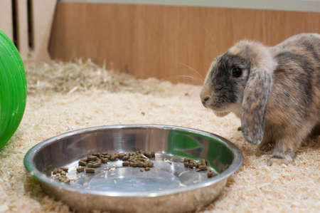 Young rabbit in good home with foodの写真素材