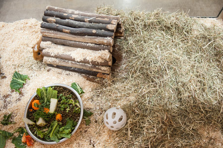 Two Guinea Pigs with food in Pen