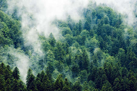 Misty green treesの写真素材