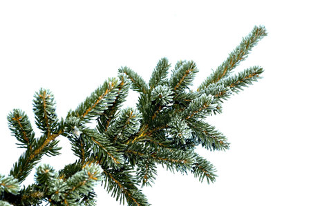 Spruce twigの写真素材