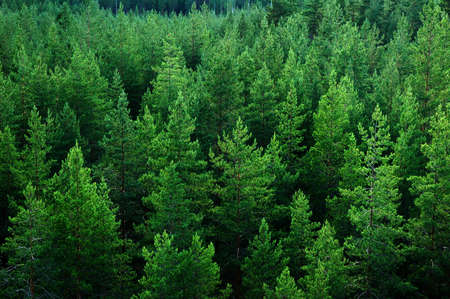 Finnish Forestの写真素材