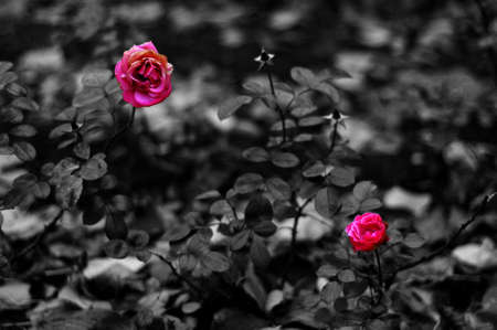 Wild rosesの写真素材