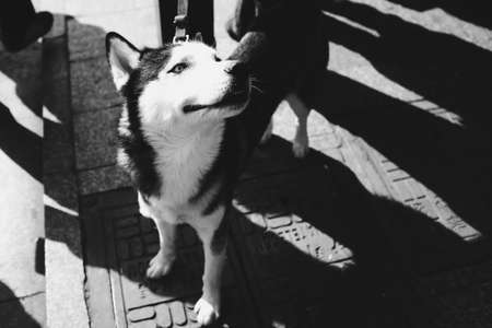 The Huskies were hitchの写真素材