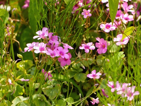 Oxalis flowers and a small spiderの写真素材