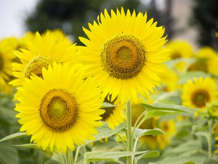 Flower of sunflowerの写真素材