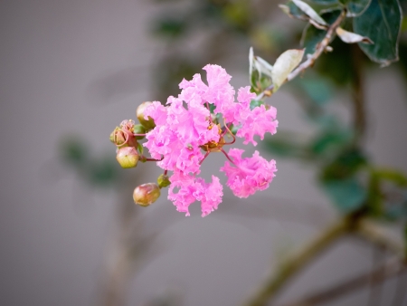 Crape myrtle flowerの写真素材
