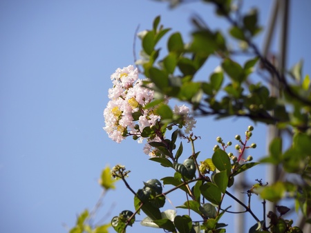 Crape myrtleの写真素材
