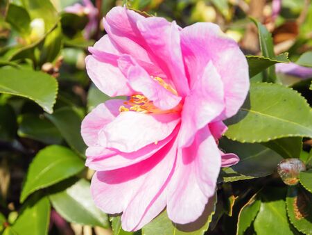 Sasanqua flowersの写真素材