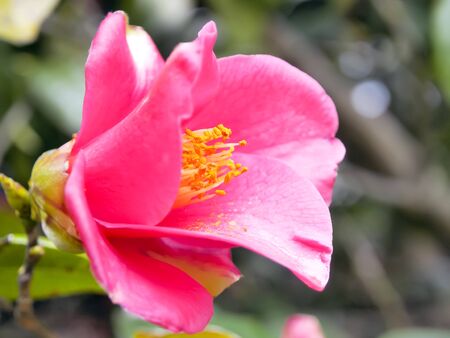 camellia flowerの写真素材