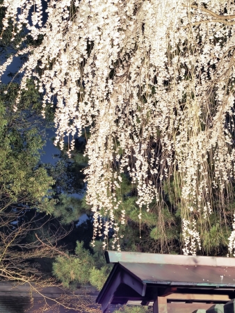 Weeping cherry blossoms at nightの写真素材