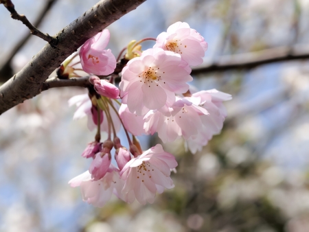 Cherry blossomの写真素材
