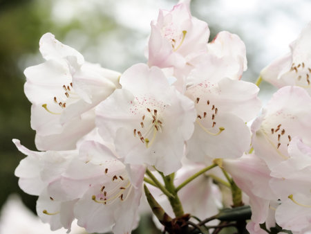 Rhododendron flowers