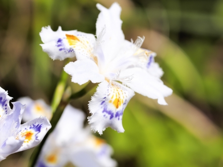 fringed irisの写真素材