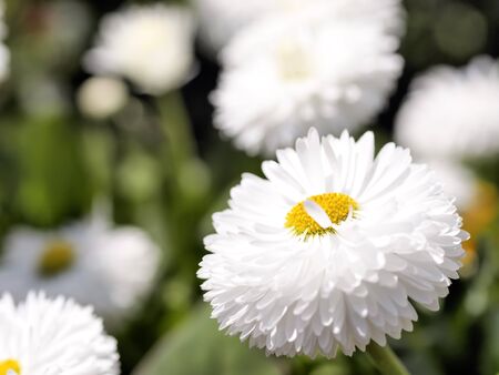 white chrysanthemumの写真素材