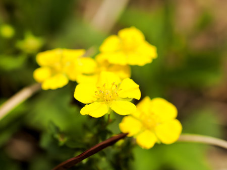 Chinese Freyn cinquefoil