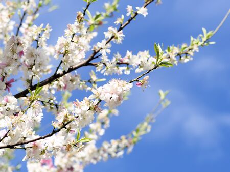 flowering peach treesの写真素材