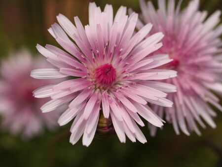 pink hawks-beardの写真素材