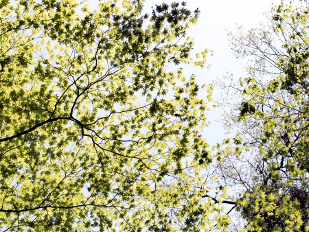 fresh green mapleの写真素材