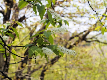 japanese bird cherryの写真素材