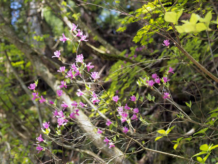mountain azaleaの写真素材