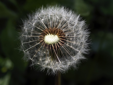 dandelion	の写真素材