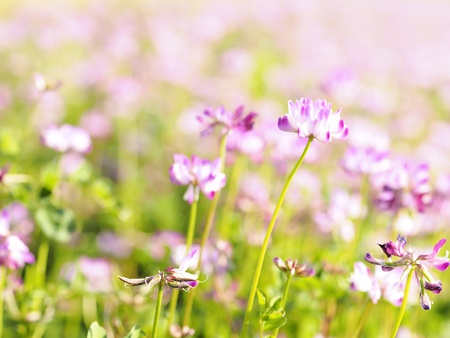 astragalusの写真素材