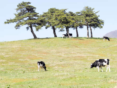 meadowの写真素材