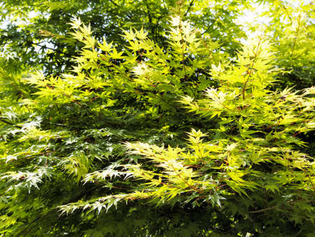 fresh green mapleの写真素材