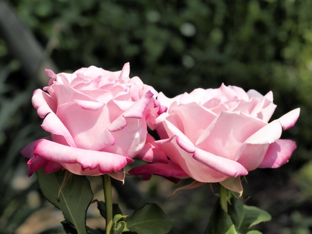 roseの写真素材