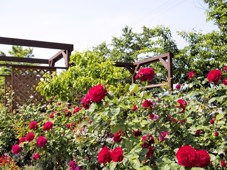 rose gardenの写真素材