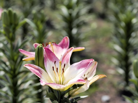 lilyの写真素材