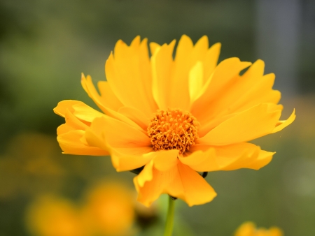 Lance-leaf tickseedの写真素材