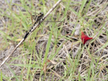 straw dragonflyの写真素材