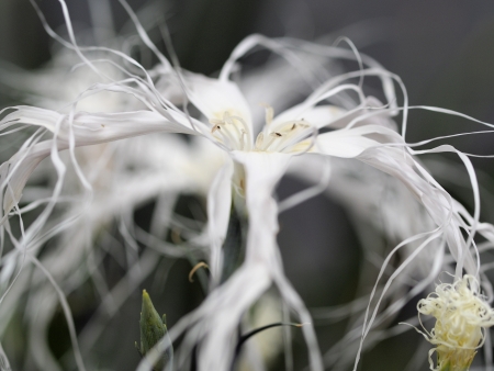 Dianthus X isensisの写真素材